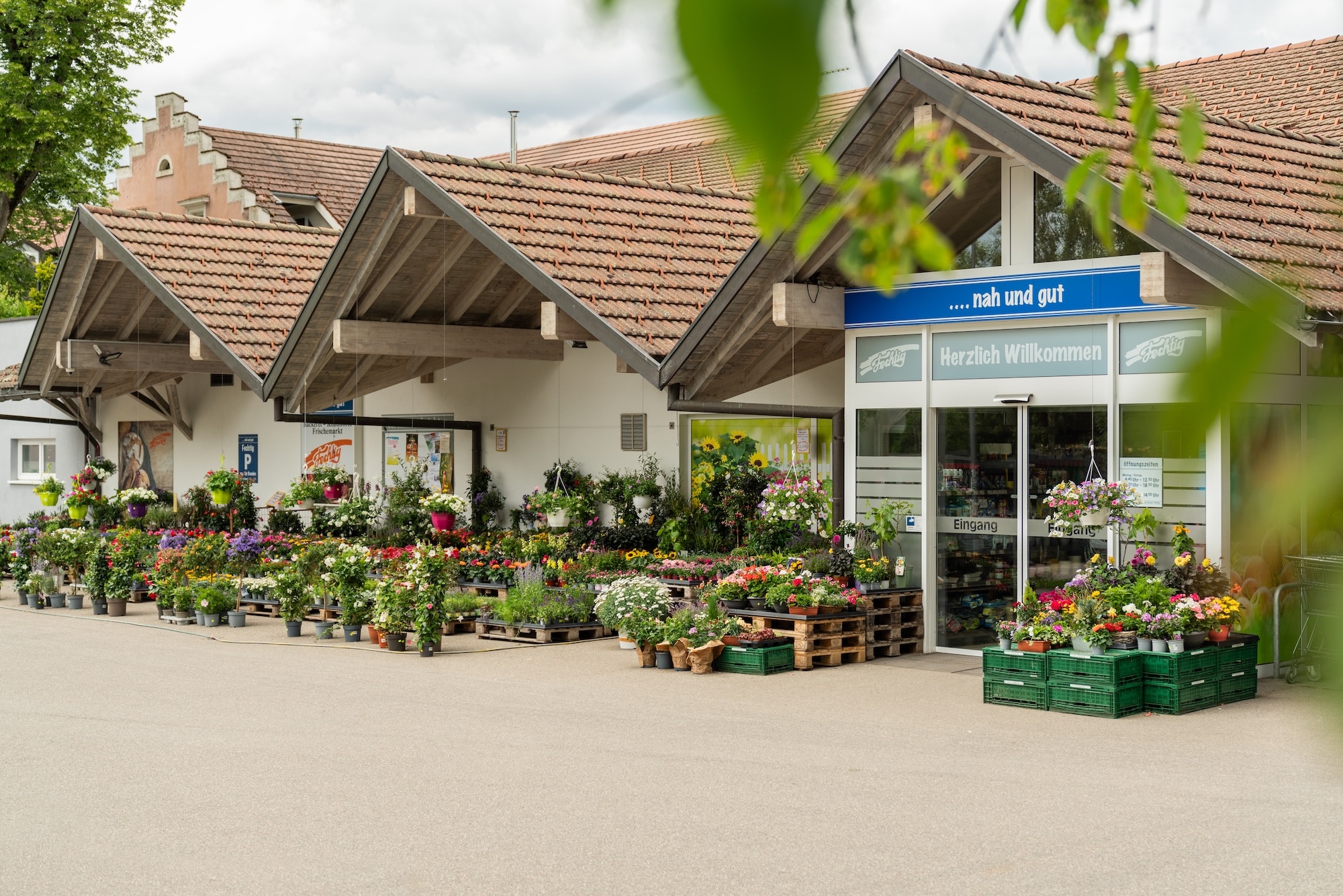Fechtig - Edeka Ühlingen - Blumen - Pflanzen